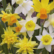 Daffodil, botanical Mix